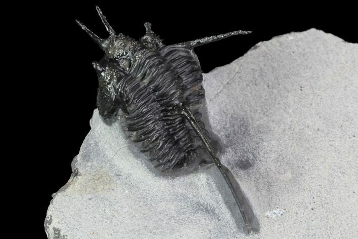 Devil Horned Cyphaspis Walteri Trilobite #89490